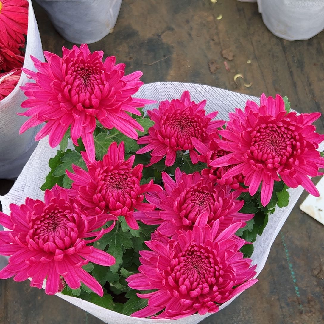 完全开放太空红酒