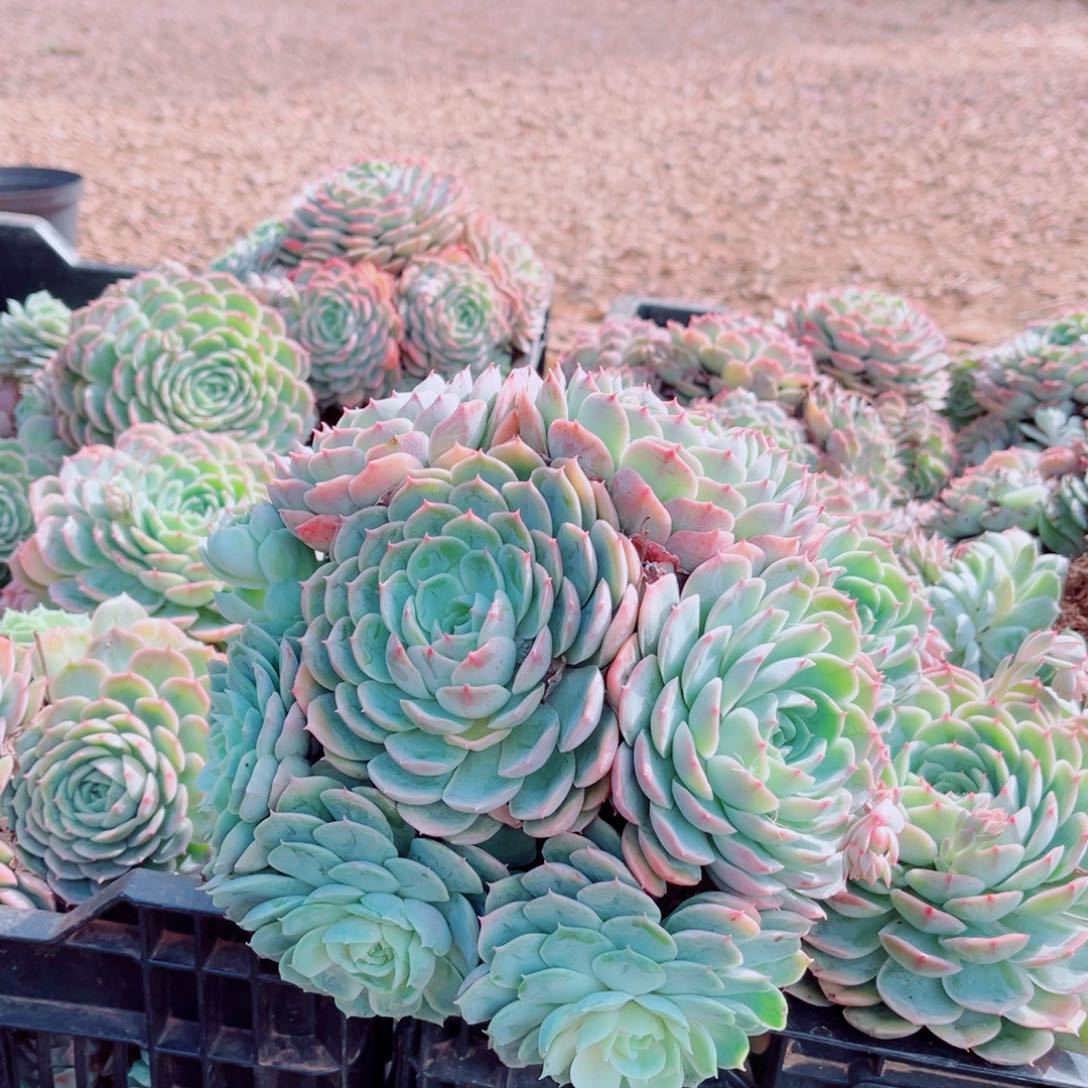 昂斯洛一颗手捧花发货