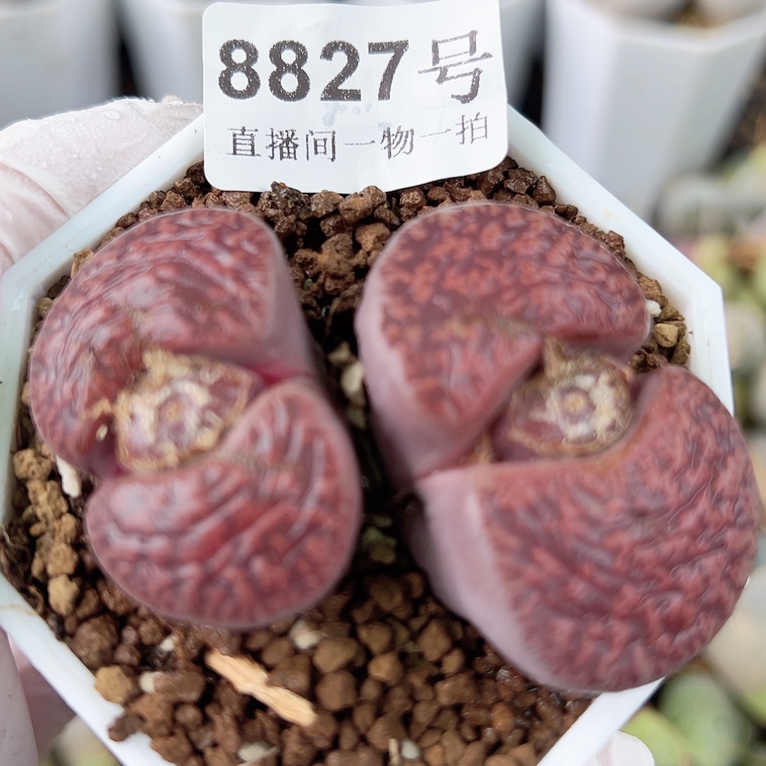 8827七年酒红紫熏大双头哦哦哦