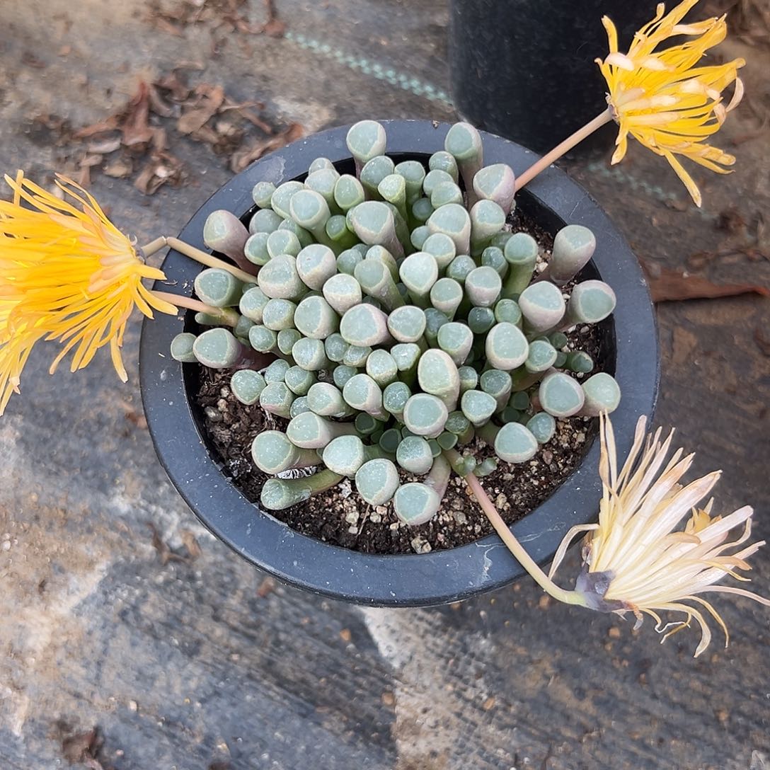 多肉植物五十灵玉