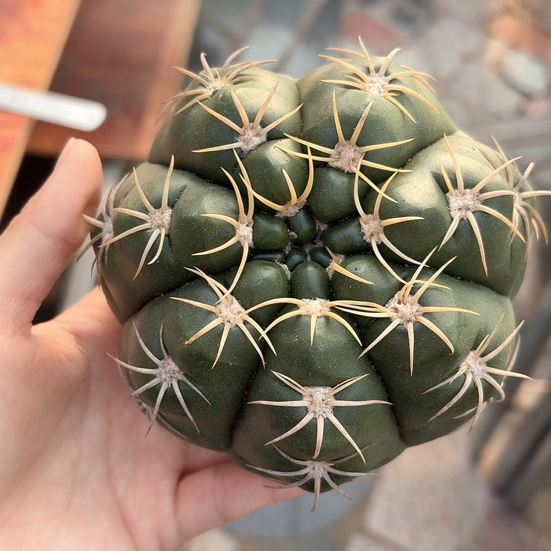 海王仙人球仙人球123