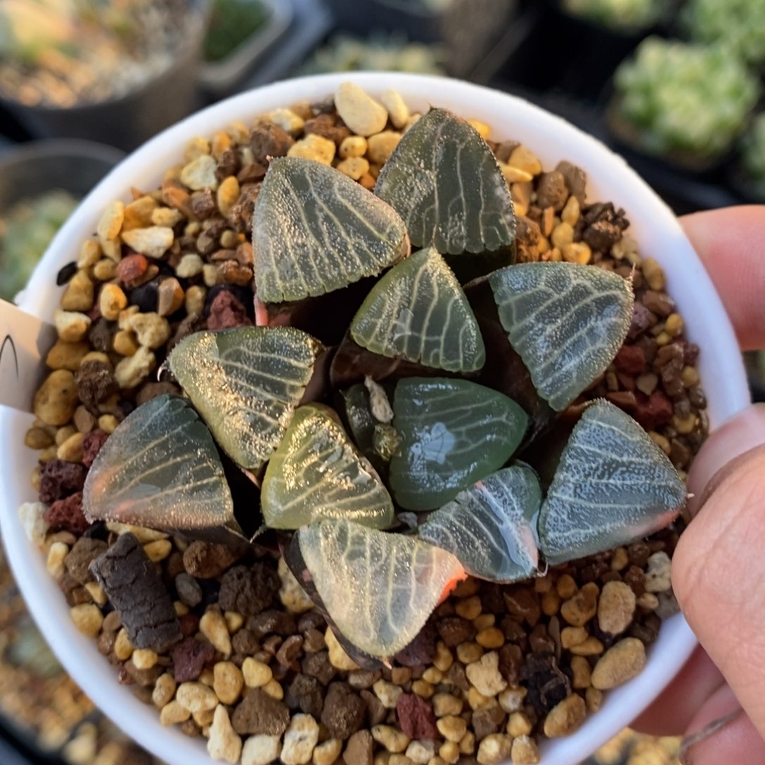 一颗实生克锦 元旦福利 超级大漏 