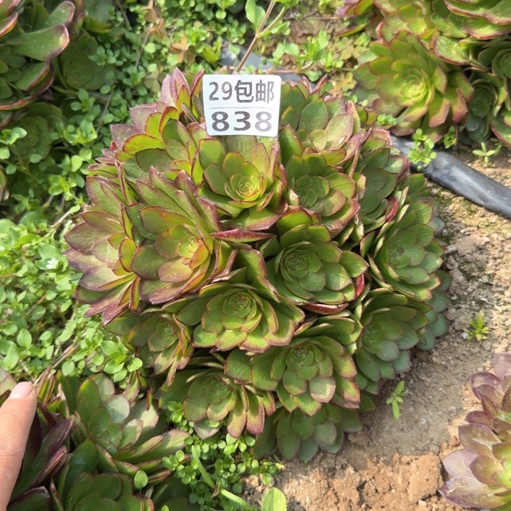 红魔……多肉植物……