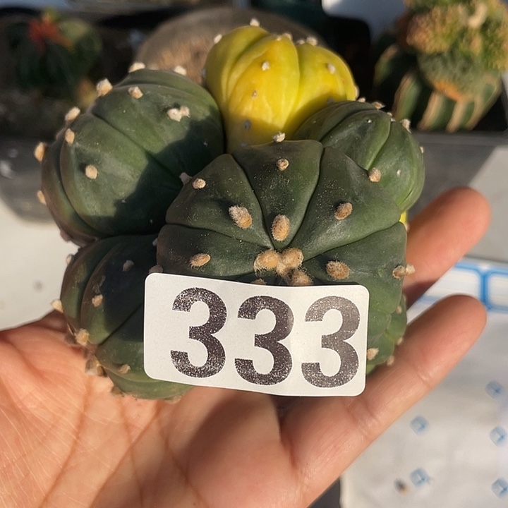 333号吴根兜群一颗