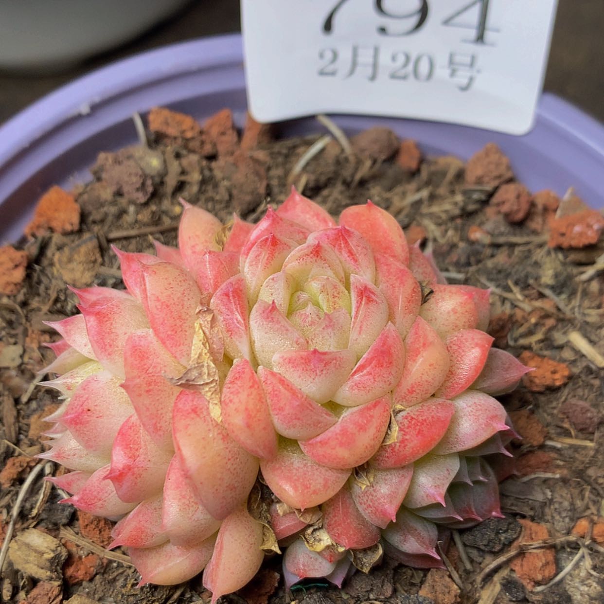 【闪购商品】云794