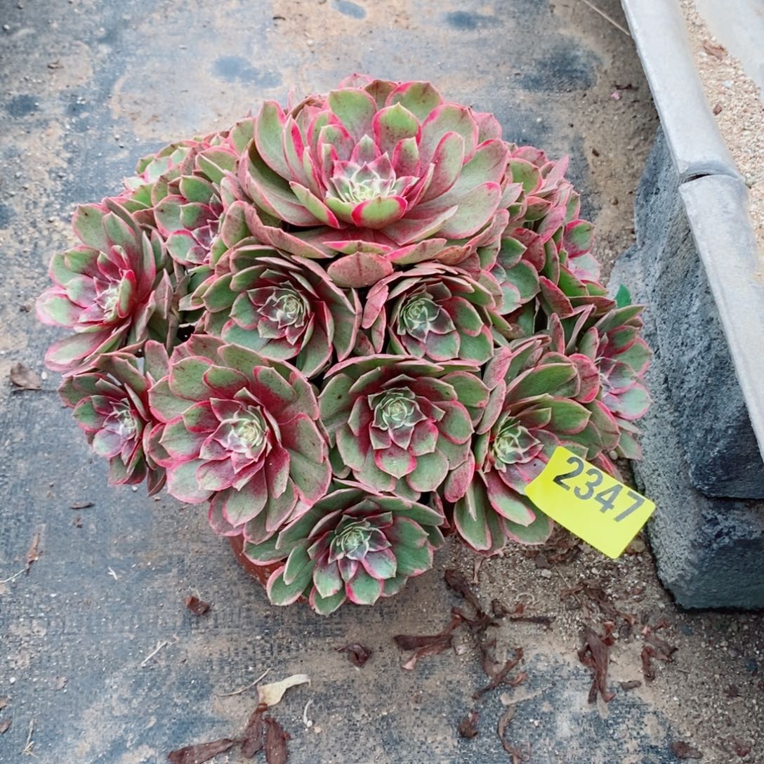 粉花妖多肉法师2347