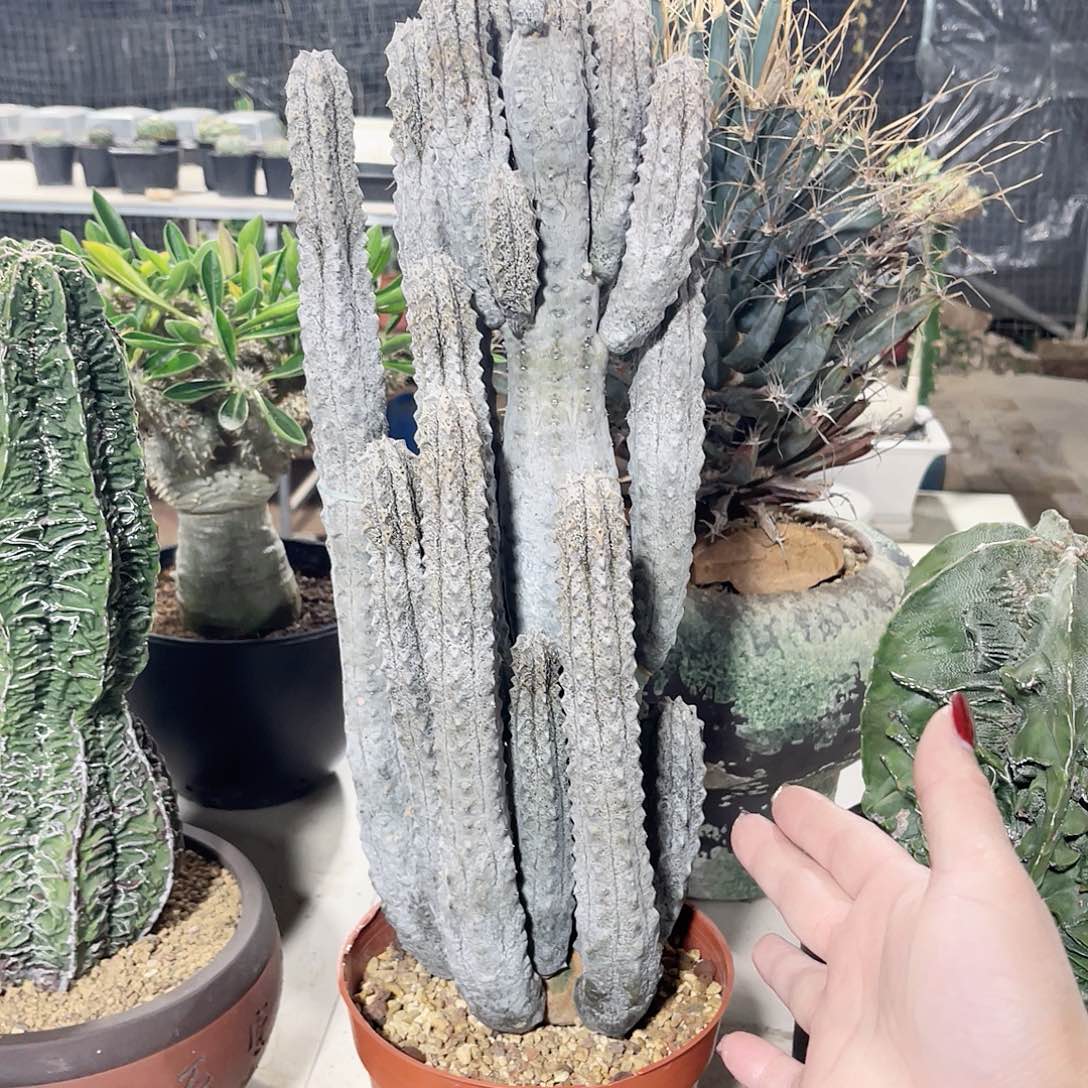 仙人球仙人球开花