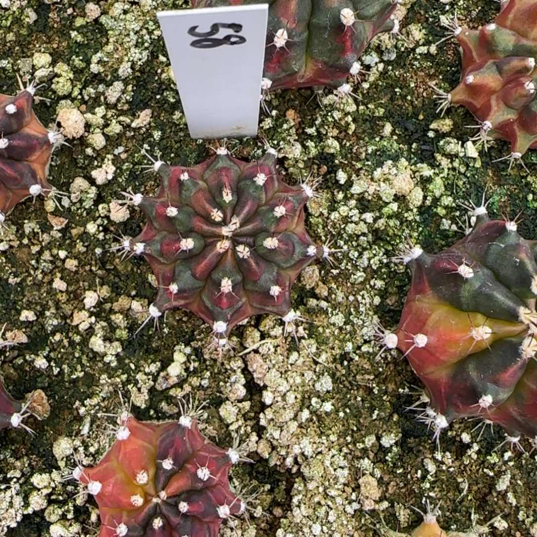 58-0116泰国发货多肉SOS