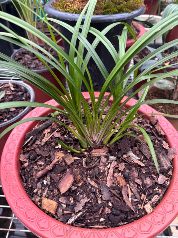 人工引种栽培繁殖秋芝