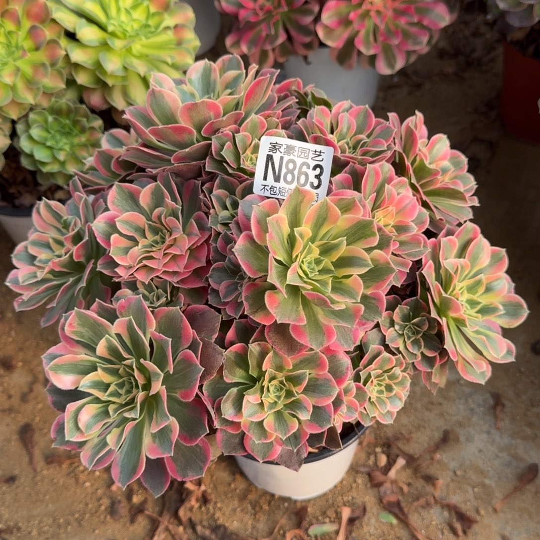 863粉女妖官服28左右2