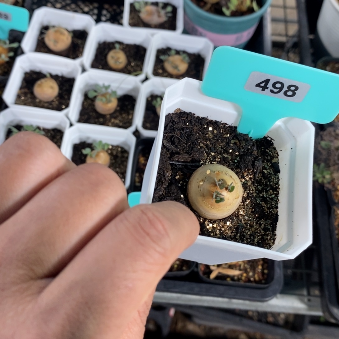 产地格加厚炖菊一个
