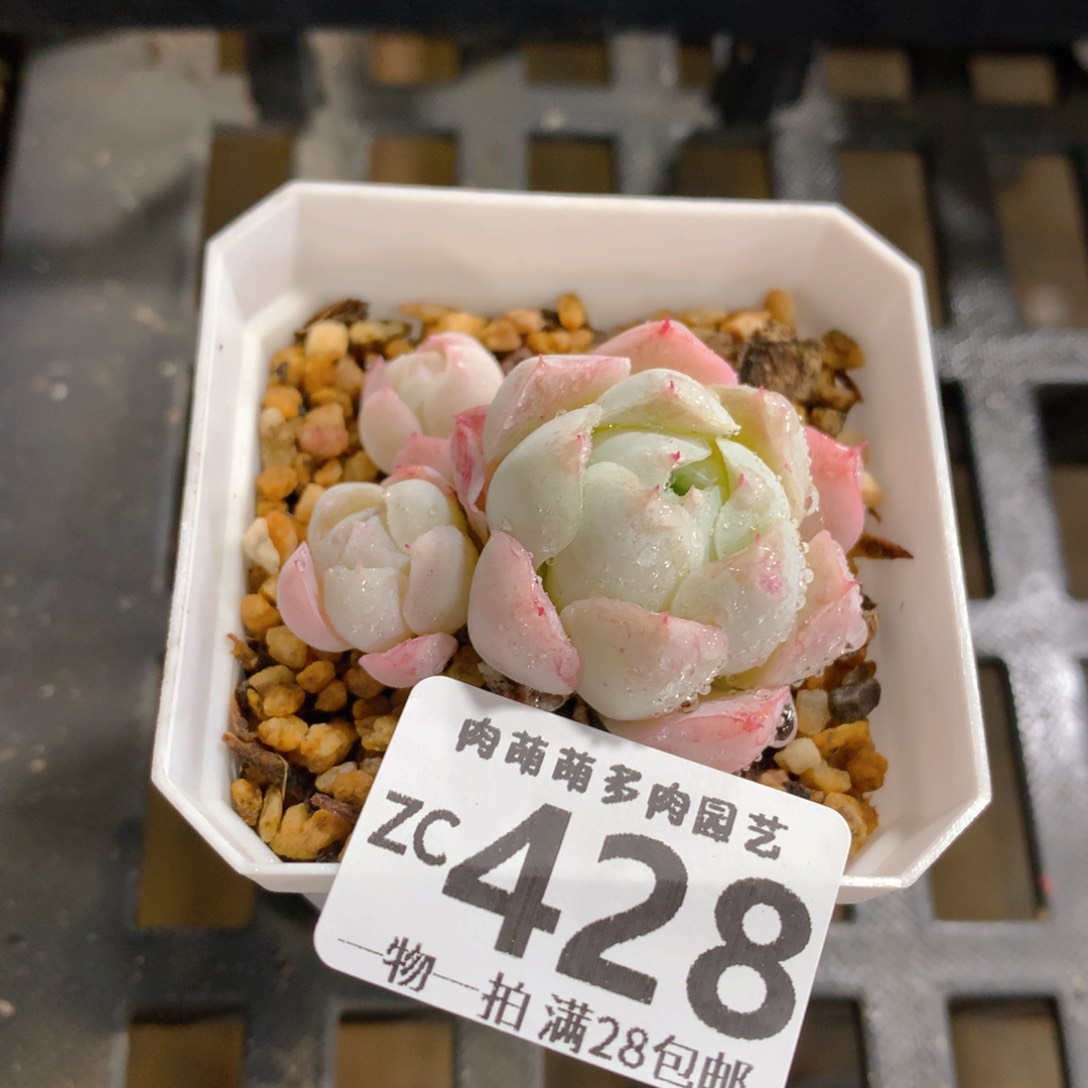 肉萌萌拇指盆精控多肉ZC428