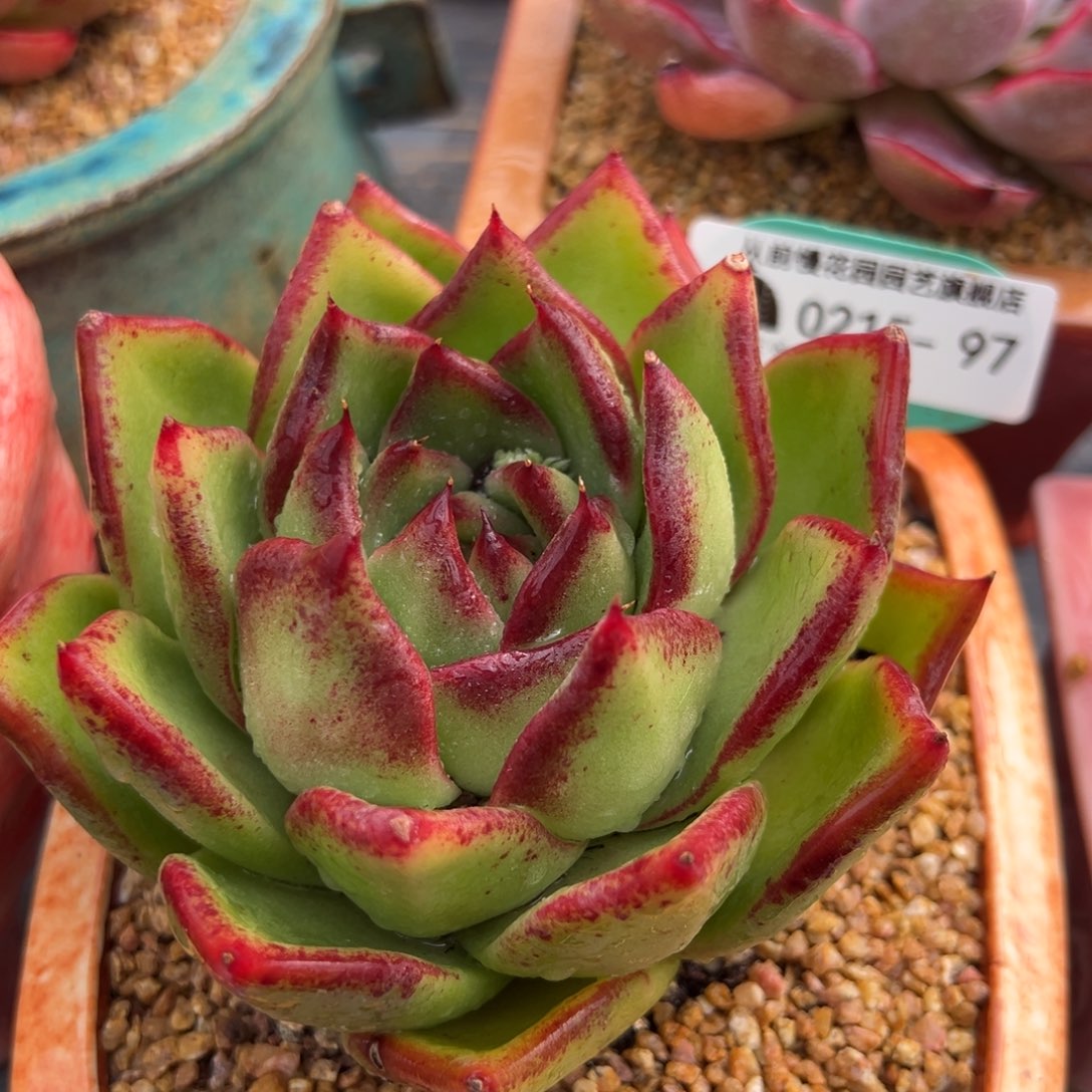 从前慢多肉精选编号0215.97