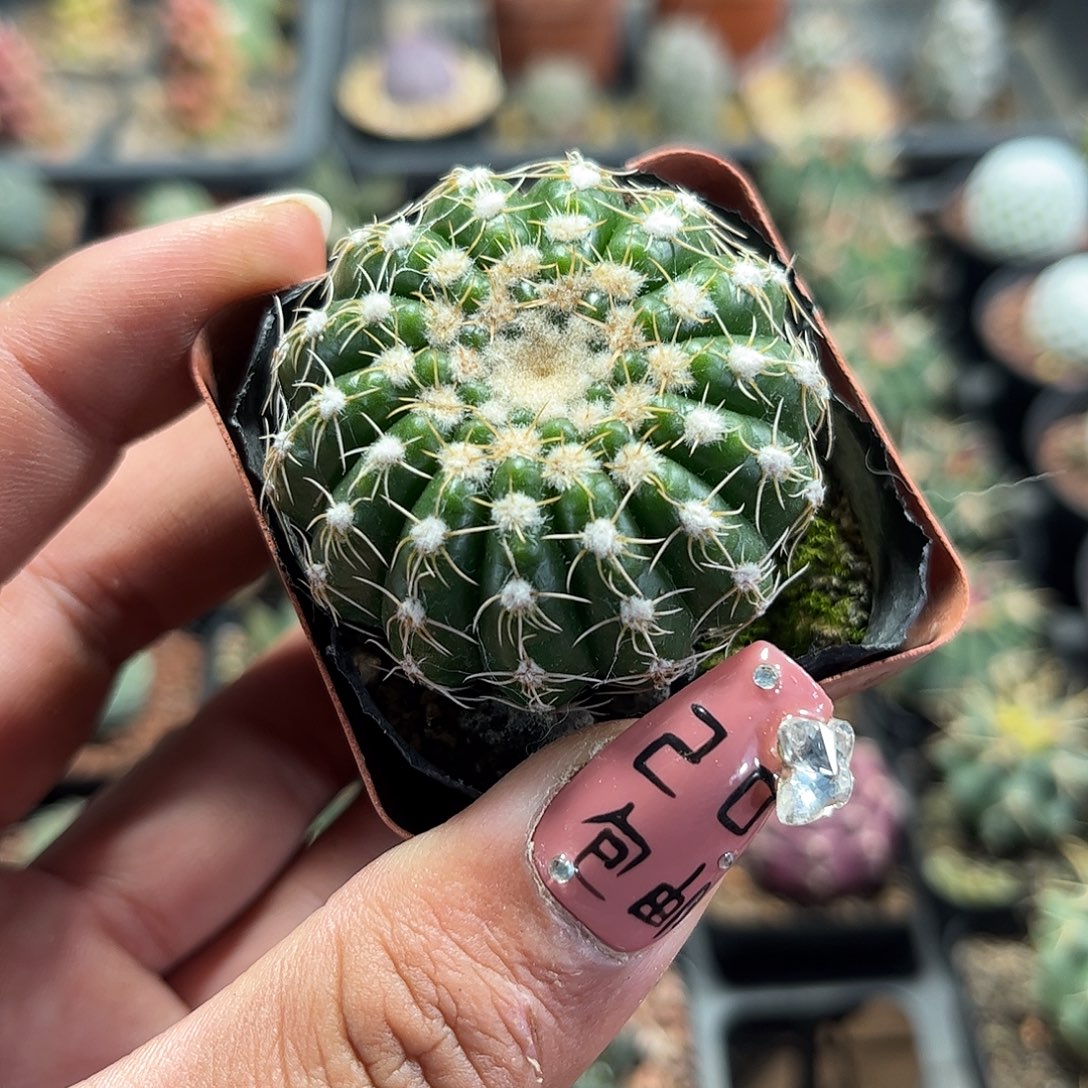 炫美玉单头发货单头发