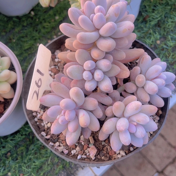 健健康康平平安安