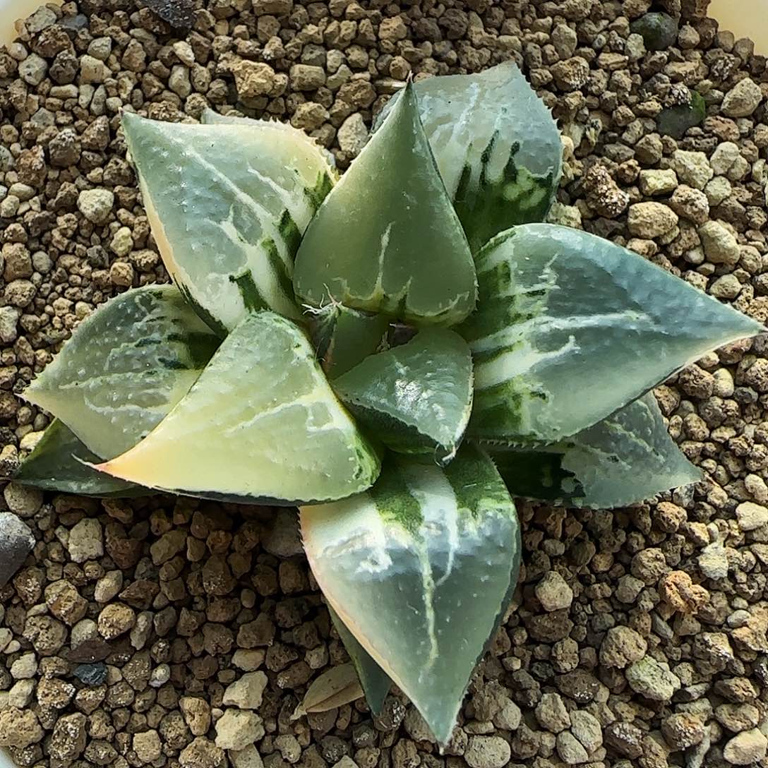 685号酒吞童子锦5.2左右一物一拍带盆土