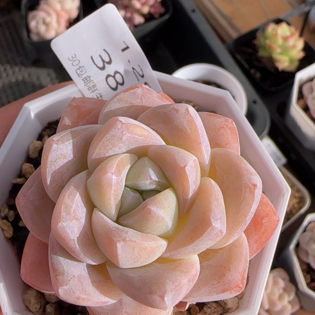 粉冰玉单头一颗脱土