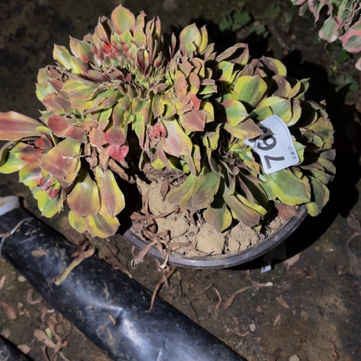 769红袖多肉植物不售后