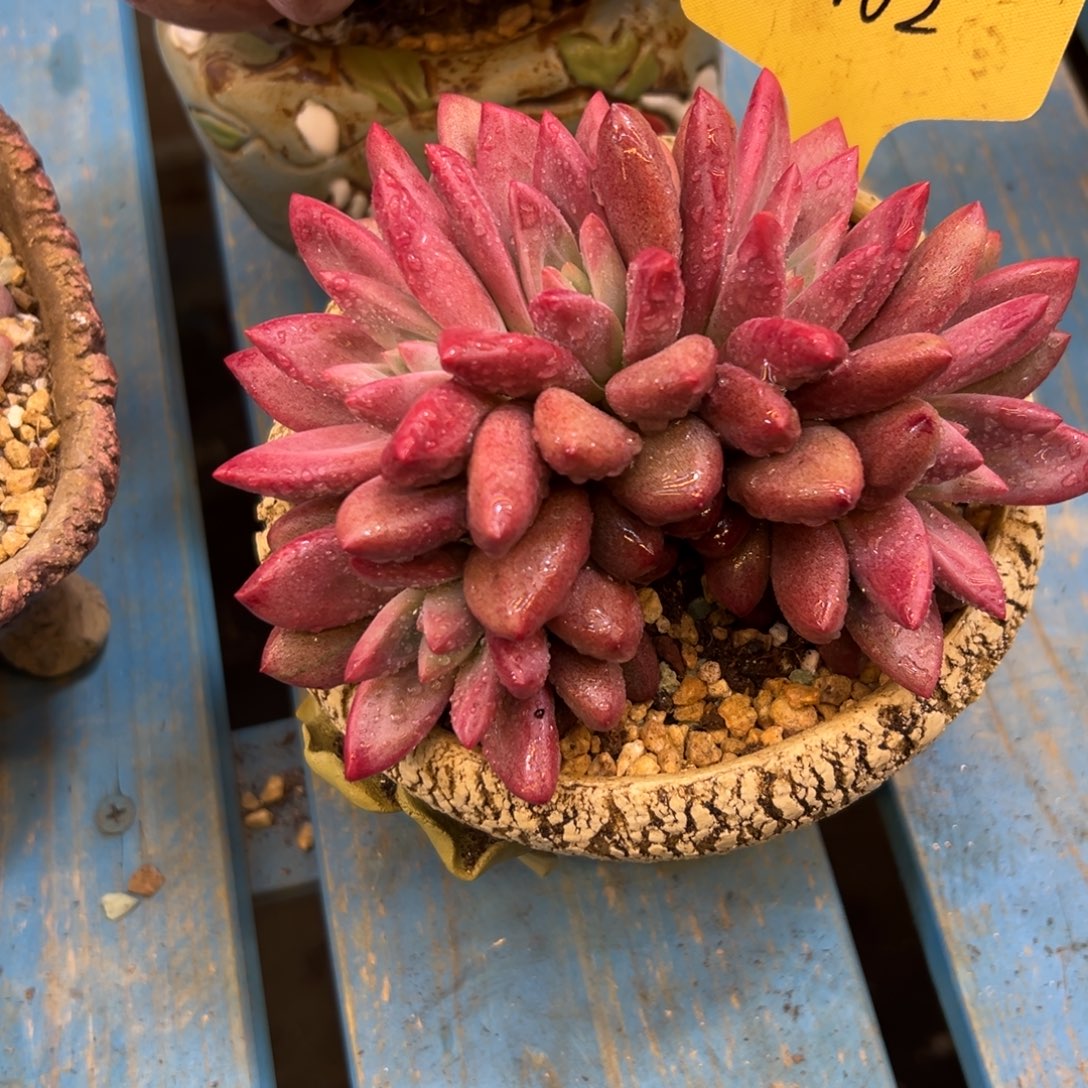 @***赫菲虞0162号一物一拍