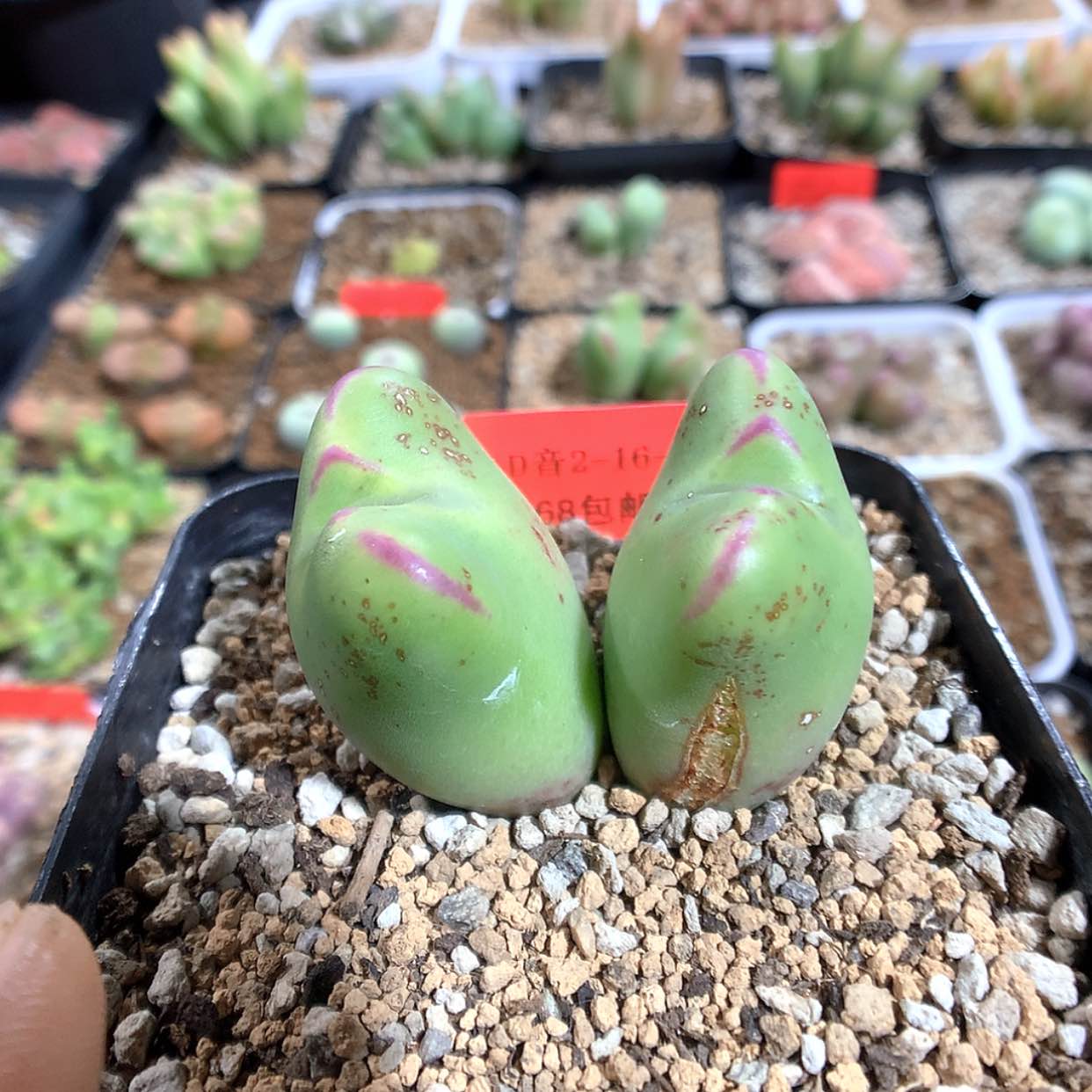 【闪购商品】2-16-19 花车一颗 60