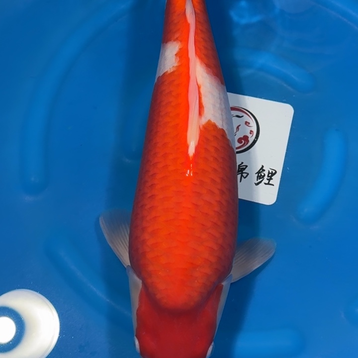 蓝***遇锦鲤阪井米兰小姐红白母鱼不包邮