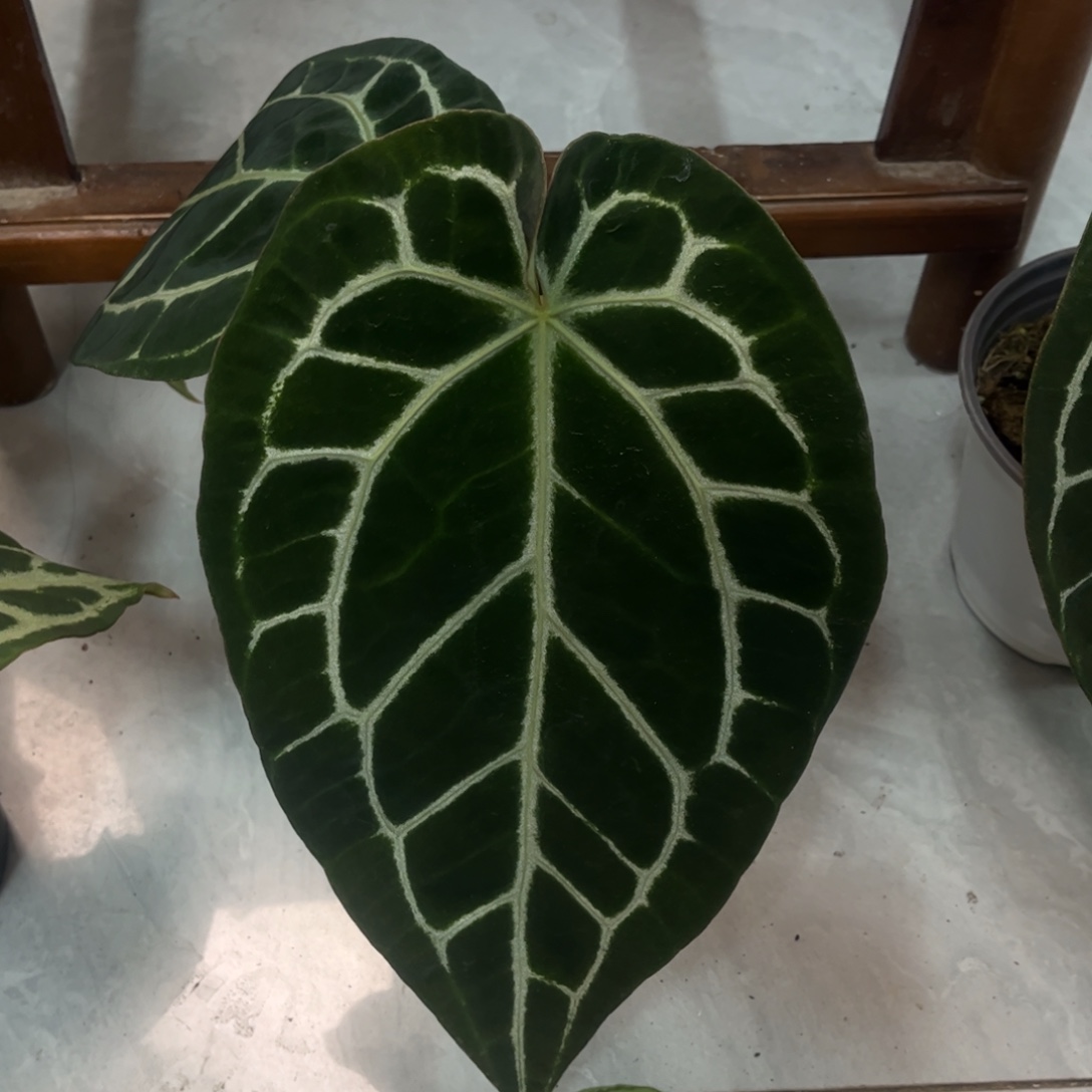 无花朵红水晶杂黑水晶9