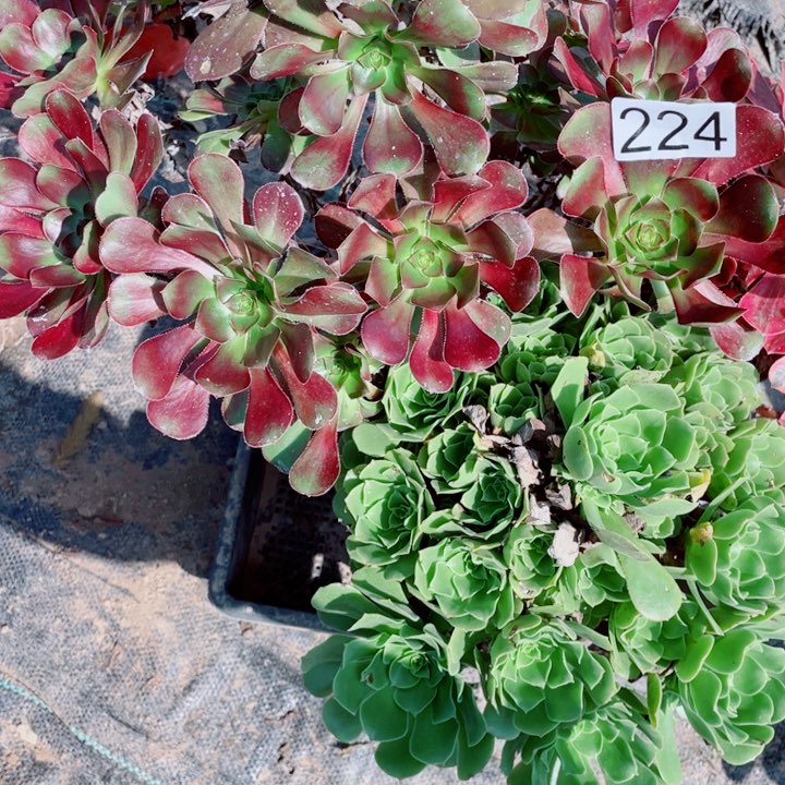多肉植物组合 224