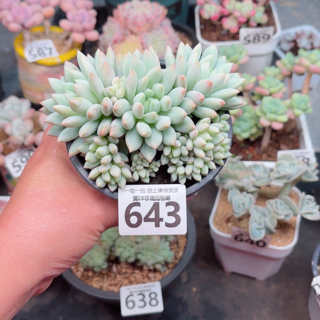 明珠多肉无盆土发货