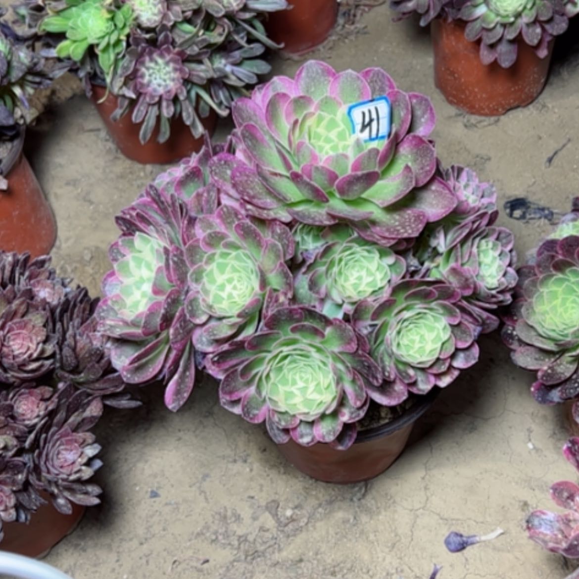 【闪购商品】多肉植物玉姿41