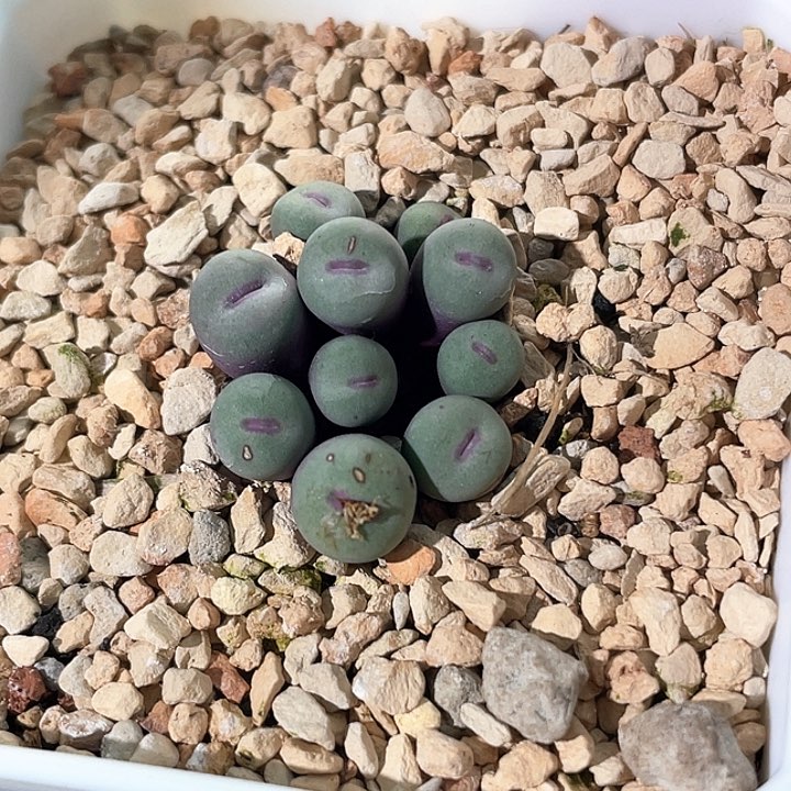 1380多肉植物一物一拍