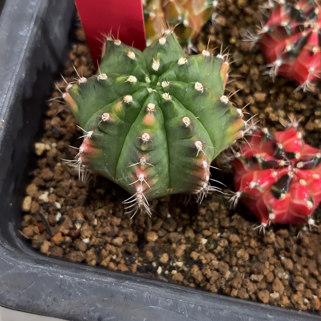 288-1027泰国发货多肉