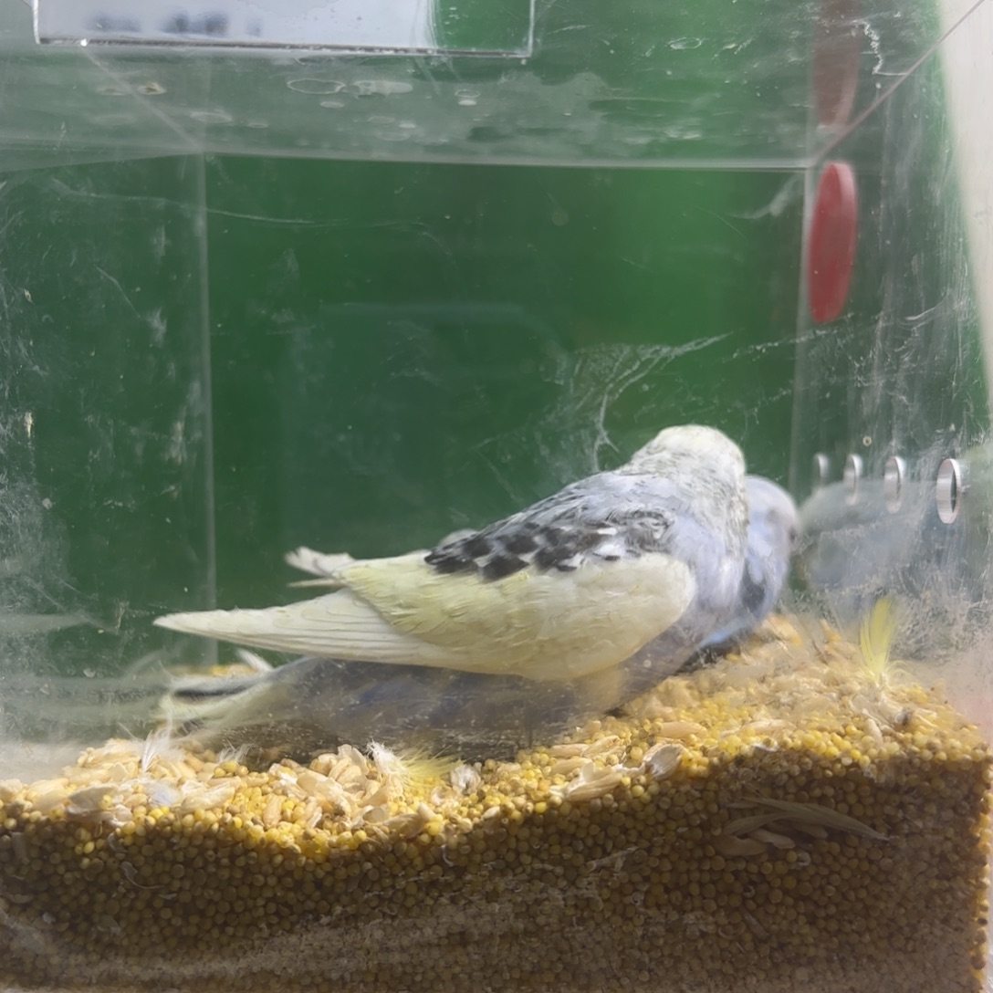 虎皮鹦鹉大头鹦鹉