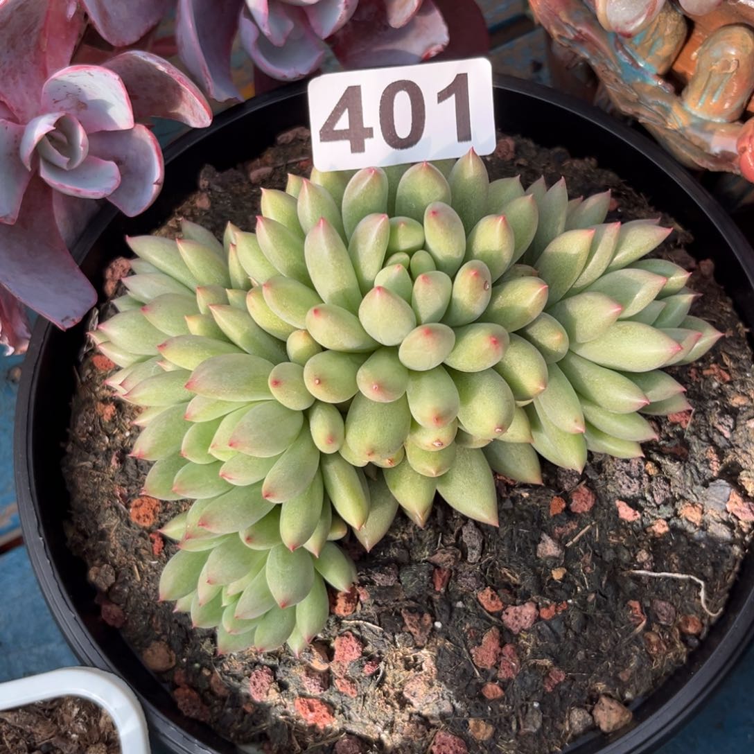 袁*岩字多肉植物401