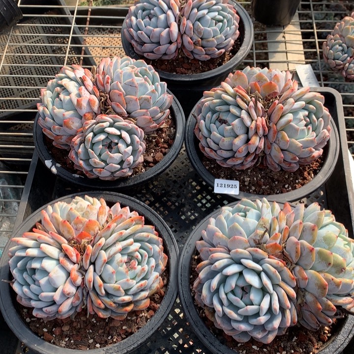 夕***月121925嗯嗯嗯嗯嗯好喜欢这个五个嗯嗯嗯的