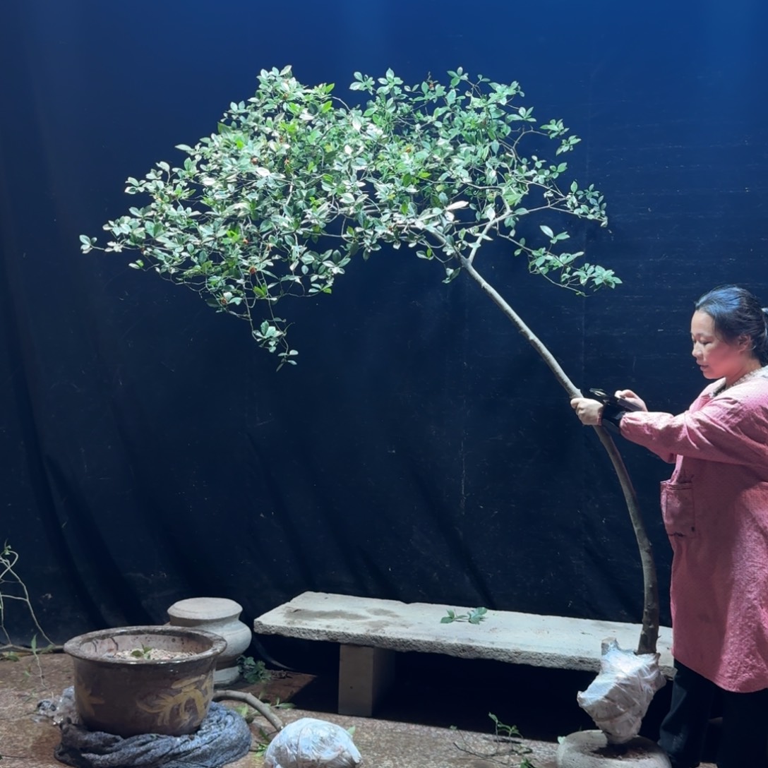 C***n完全开放栀子花造型树一物一拍