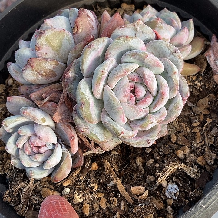 70 号一物一拍不退不换