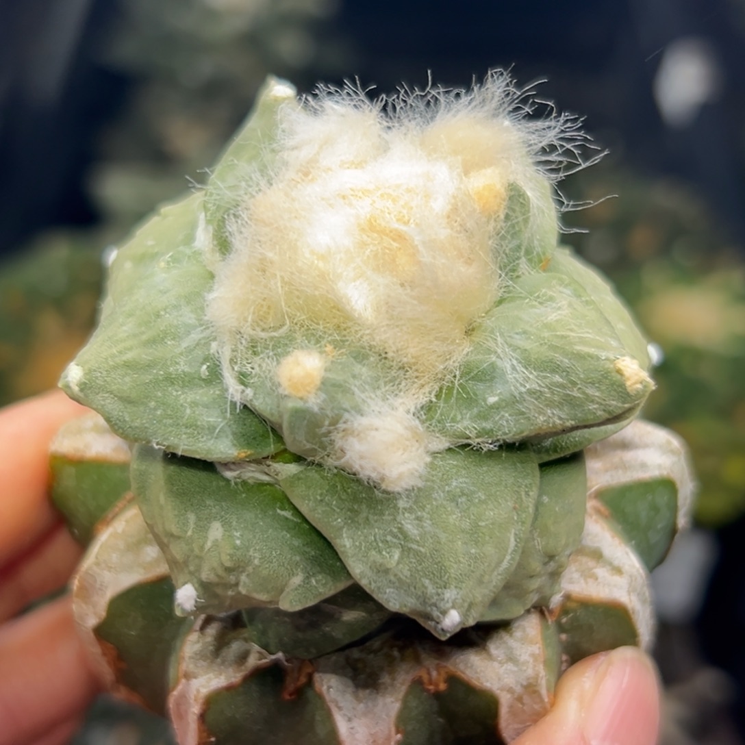 1***747 仙人球的比赛将于