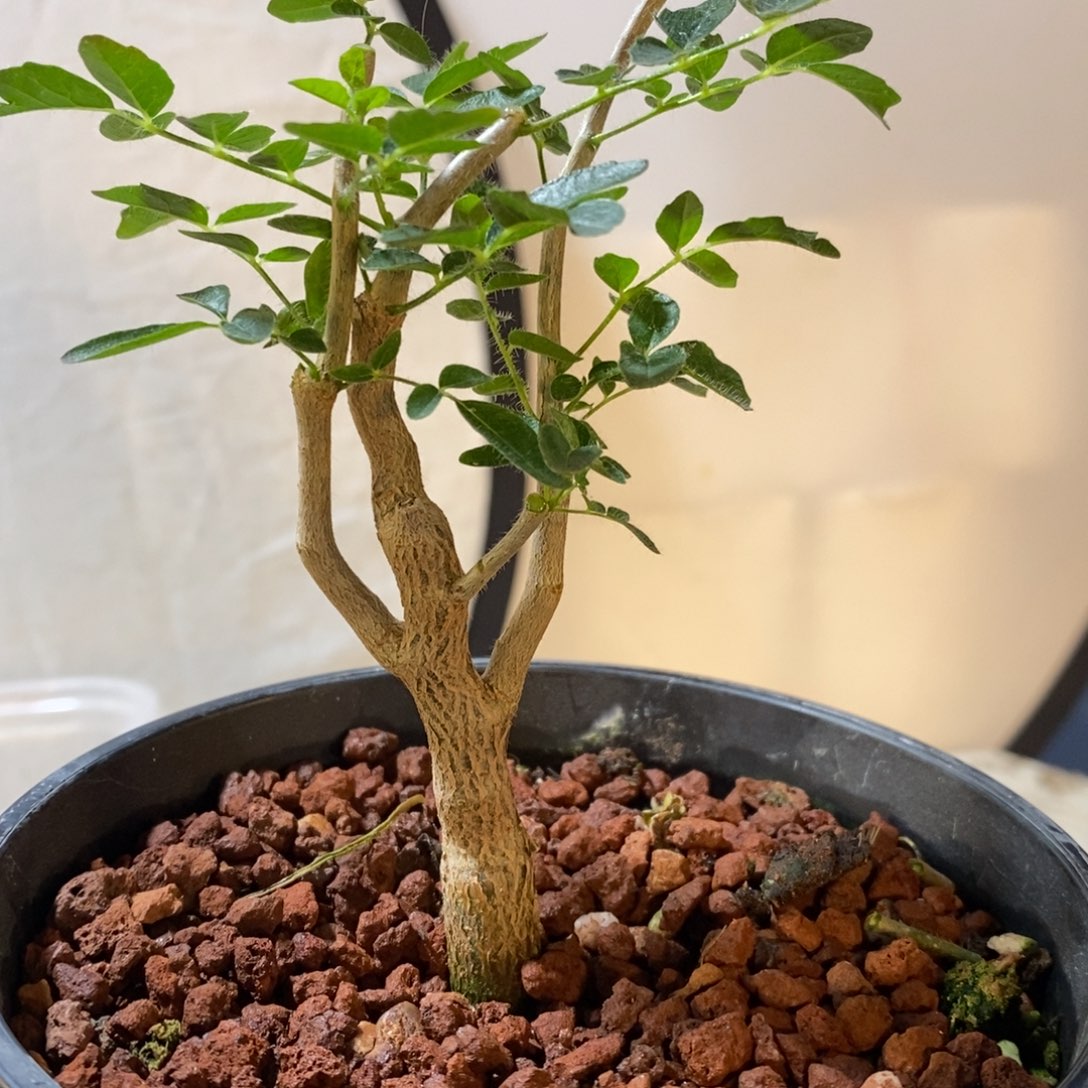 入门级（滔天橄榄）实生带盆