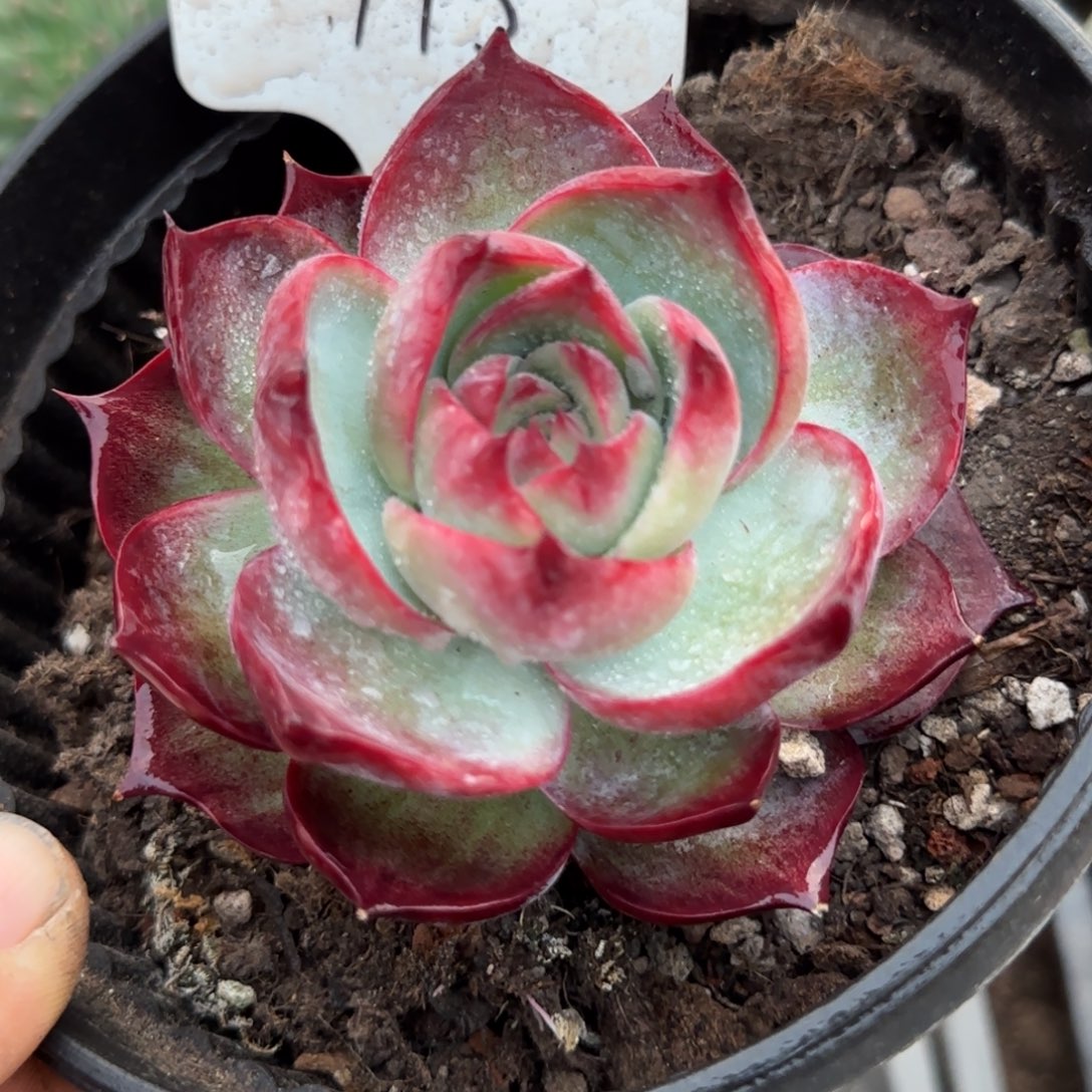 黑红惊鸿一物一拍包装收缩花旱115