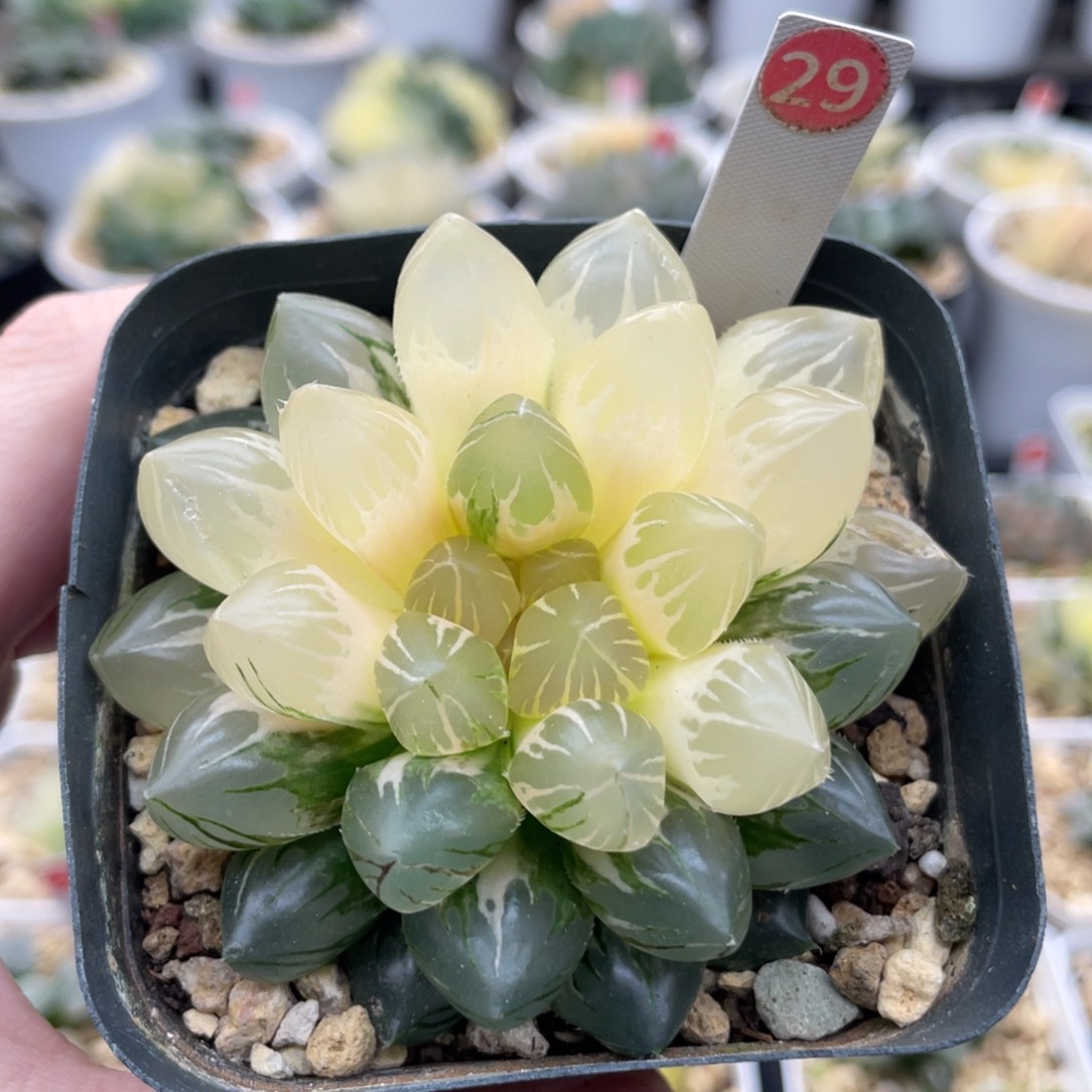 小蔡的菜园 29 大窗龙爪锦