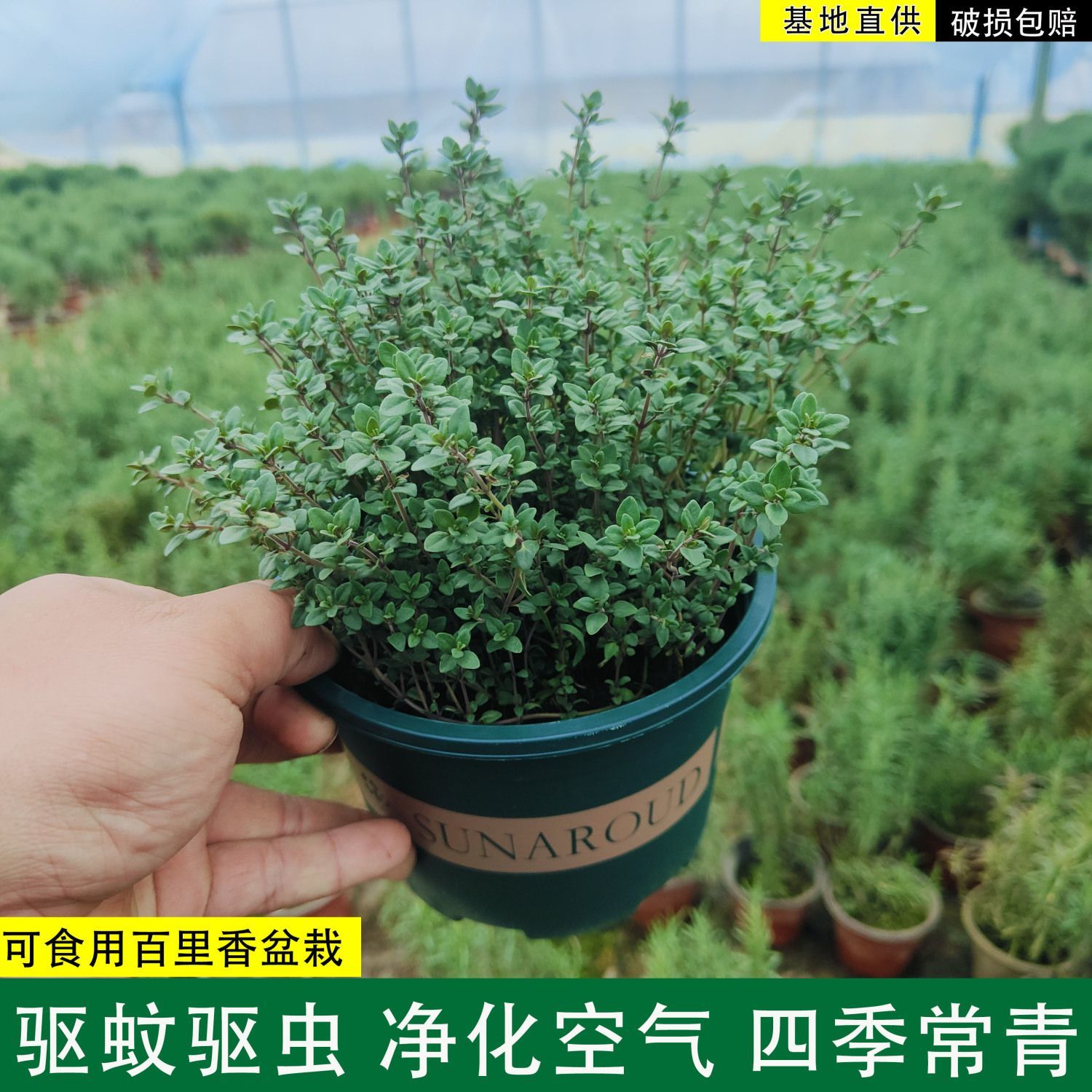 可食用百里香薄荷驱蚊植物带香味除异味净化空气花卉室内绿植盆栽