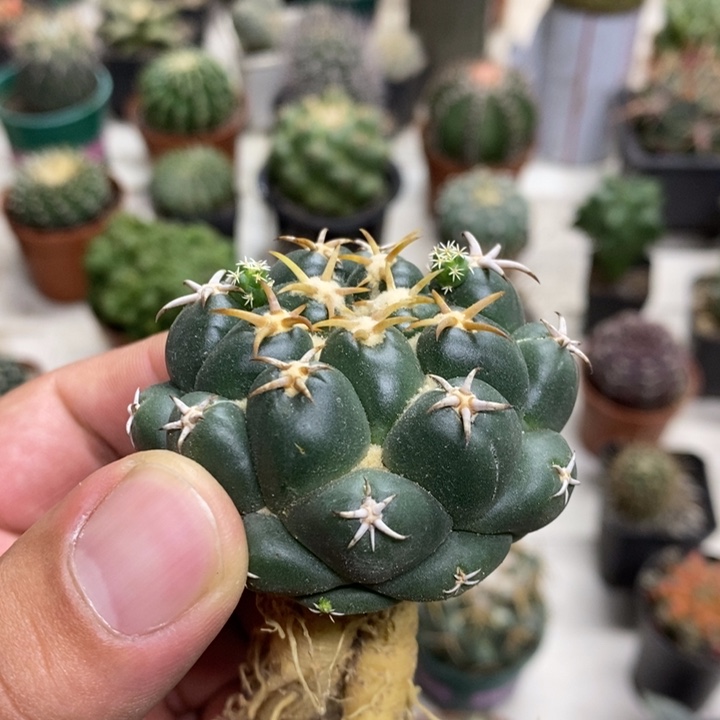 实生豪刺象牙特价