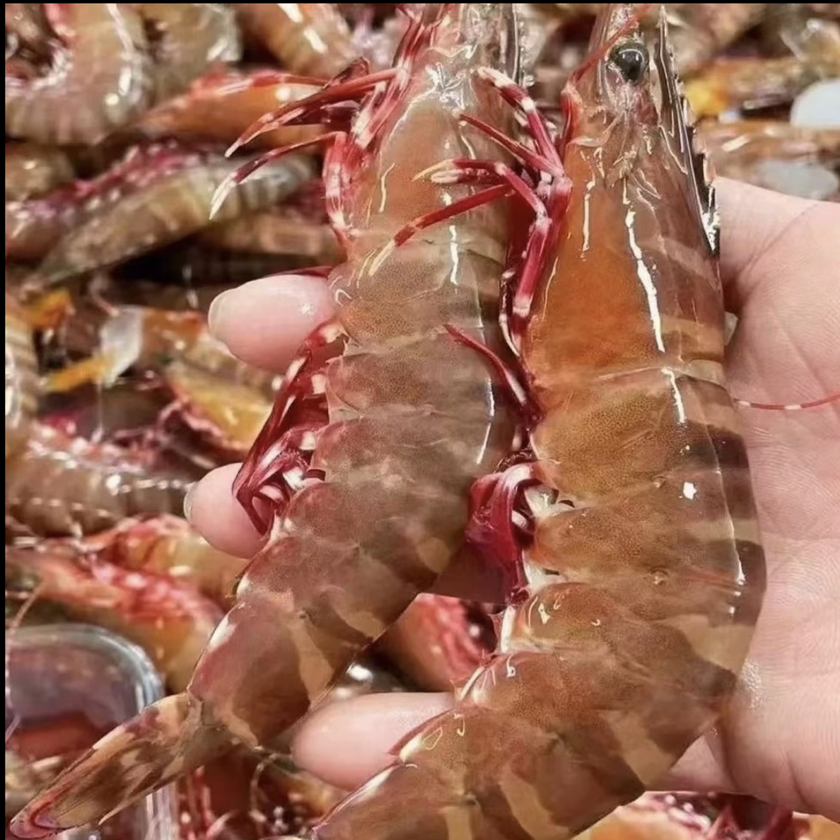 广东汕尾本港纯天然野生新鲜大丰虾大红爪虾