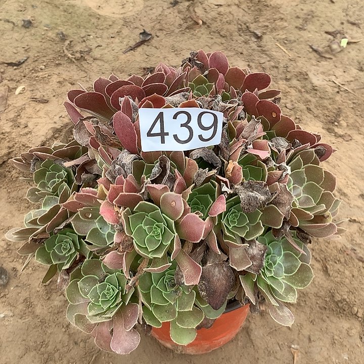 无花朵439荷兰玫瑰