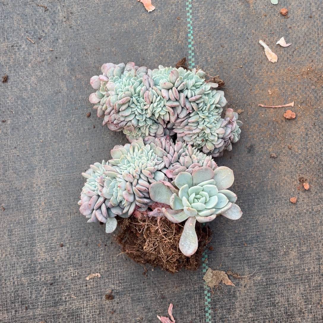 A***钱海棠花缀化送个瑕疵