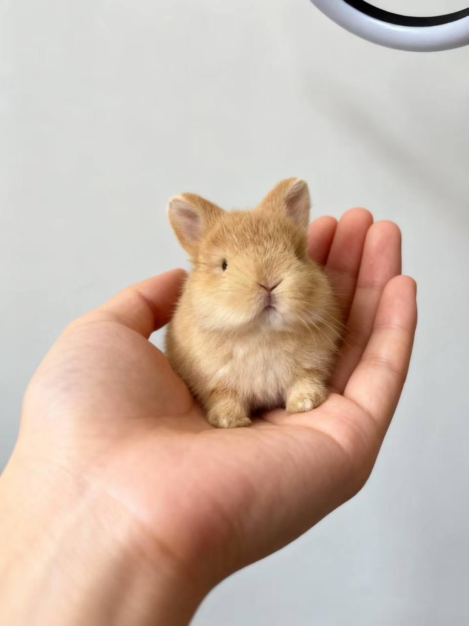 适合家庭饲养的侏儒兔顺丰包邮