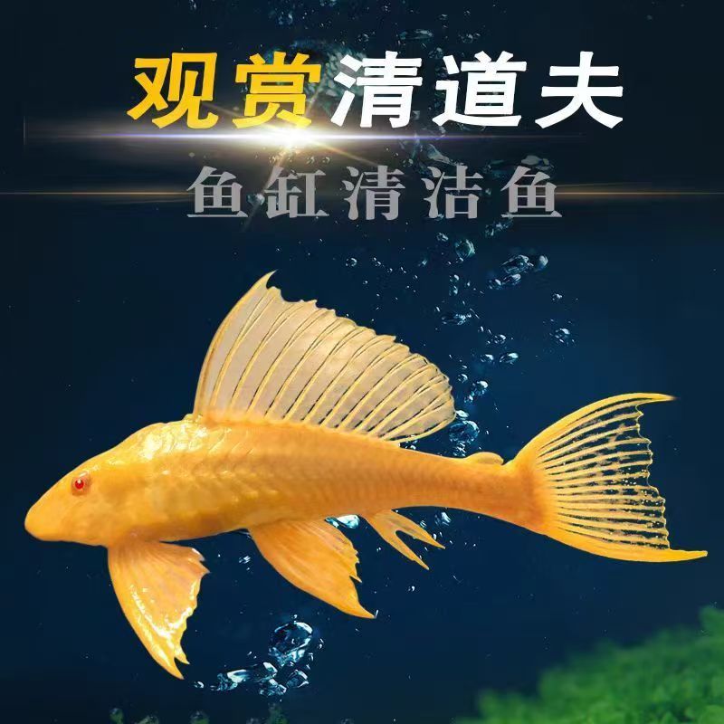 红眼女王大帆 清道夫热带观赏鱼清洁鱼缸除藻吃青苔