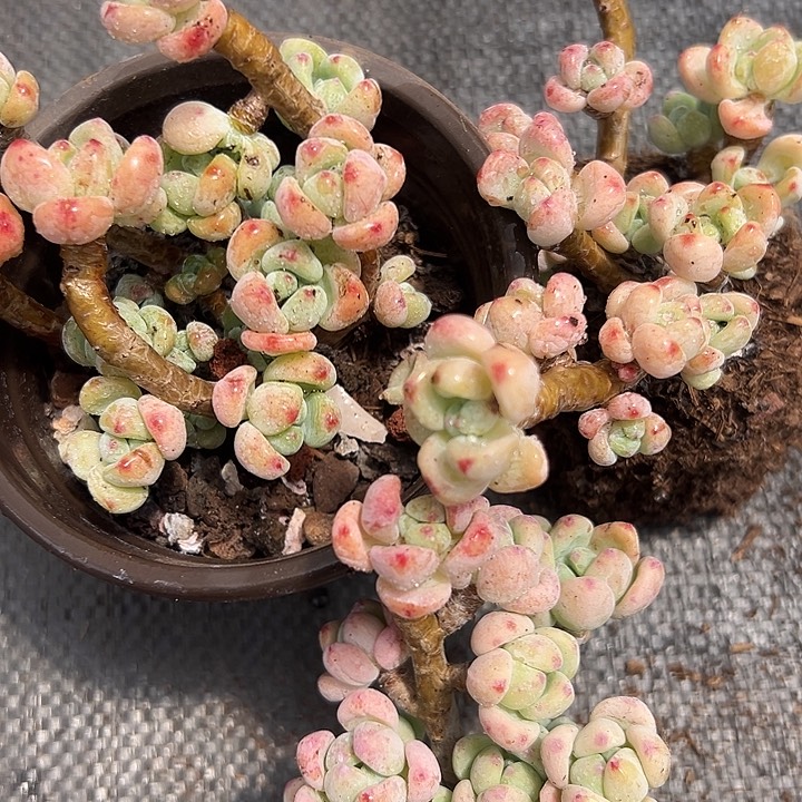 无花朵樱花罗琦3盆。      