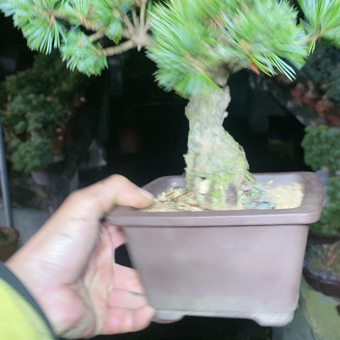 【闪购商品】无花朵