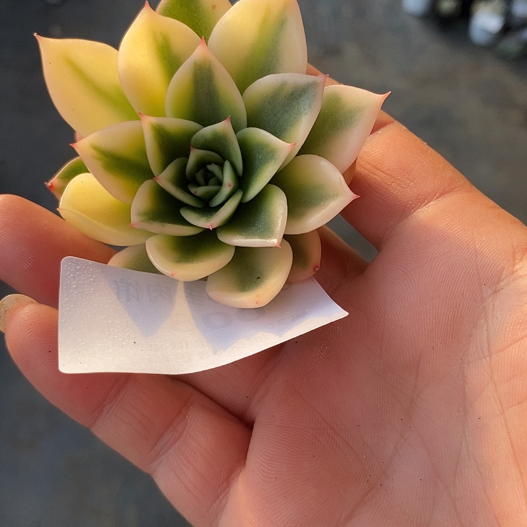 008黄金朱比利锦无根哇啦塞多肉植物